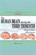 Human Brain During the Third Trimester