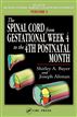 The Spinal Cord from Gestational Week 4 to the 4th Postnatal Month