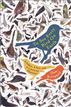 To See Every Bird on Earth