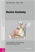 Bovine Anatomy
