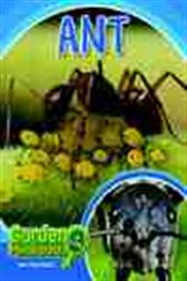 Ant