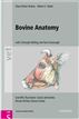 Bovine Anatomy