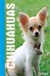 Your Chihuahua