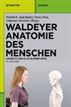 Waldeyer - Anatomie des Menschen