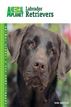 Labrador Retrievers